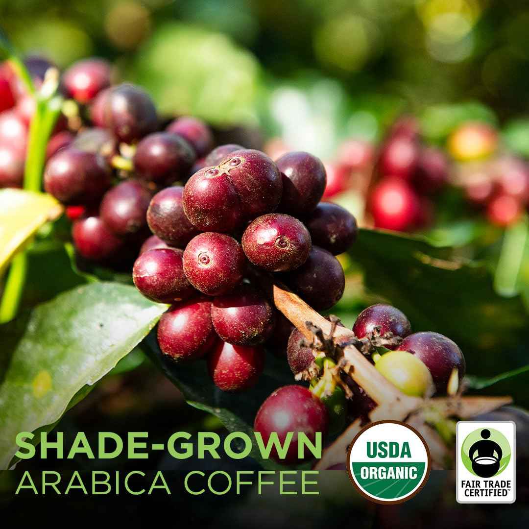 Fair trade organic coffee beans shown as ripe red coffee cherries on the branch with green leaves