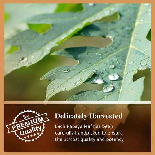 Close-up of fresh papaya leaves with water droplets highlighting premium quality for organic papaya leaf tea